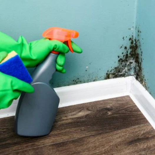 Detergente Ecológico Antimoho Consilex Muffa Cleaner: limpia